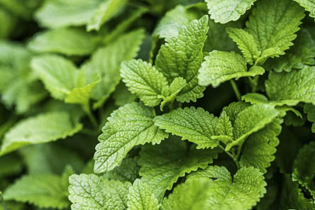 미세먼지-배출도움-레몬밤잎