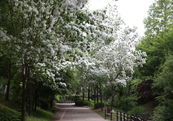 부천둘레길 이팝나무 만개한 사진