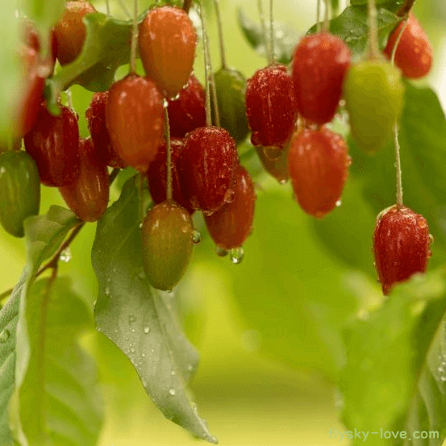 천연 활력 강화제 보리수 열매