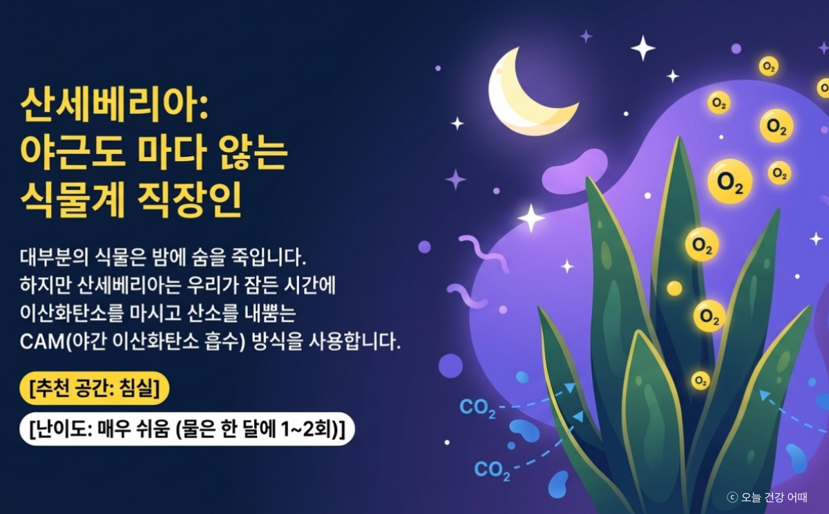 공기정화식물 산세베리아 효과