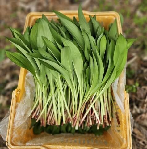 생생정보 수확의 달인 강원도 홍천 오대산 봄철 대표 봄나물 산마늘 주문방법 미쁨농장 산마늘 구매방법 