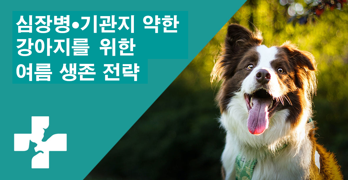 심장병 기관지 약한 강아지를 위한 여름 생존 전략 이미지