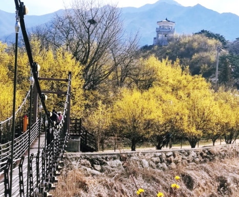 이천백사 산수유꽃축제