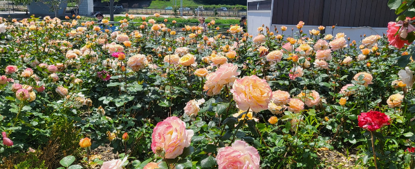 중랑천 장미축제