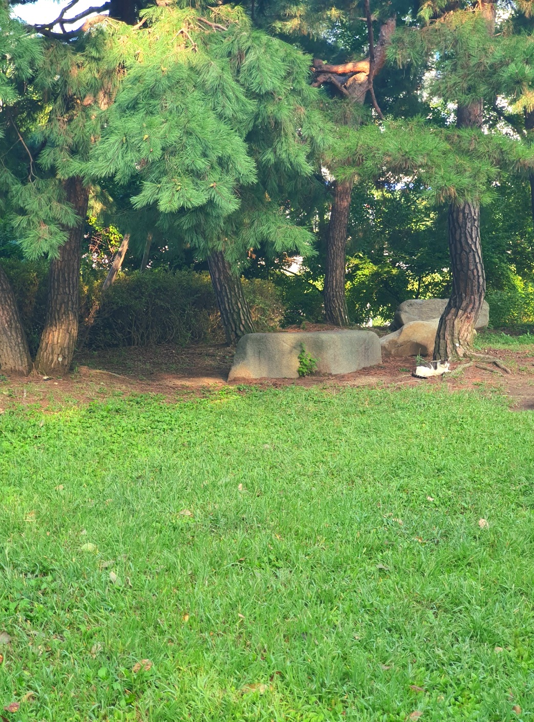 올림픽-공원에는-고양이가-많아요.