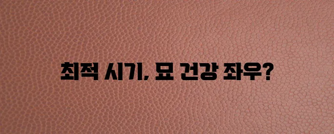 고양이 중성화수술 시기 건강을 지키는 선택이 중요합니다!