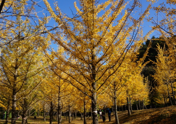 홍천 은행나무숲