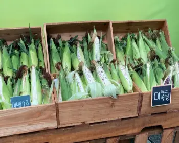 홍천 찰옥수수 축제 판매_1