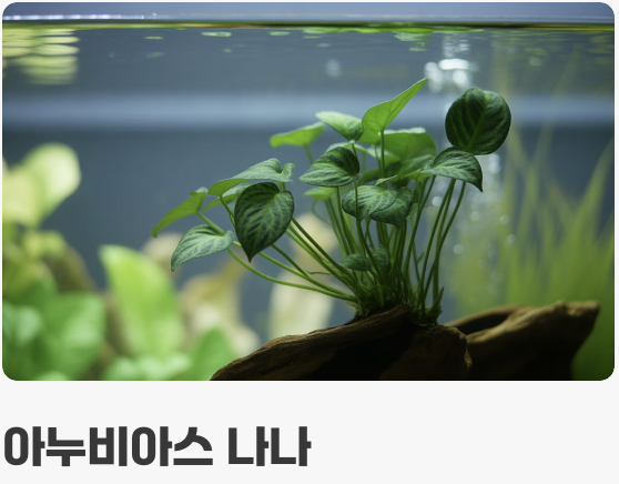 초보자를 위한 최고의 &amp;#39;국민 음성수초&amp;#39; 3가지