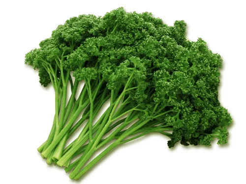 홈가드닝-미세먼지-차단-식물키우기-초보-파슬리