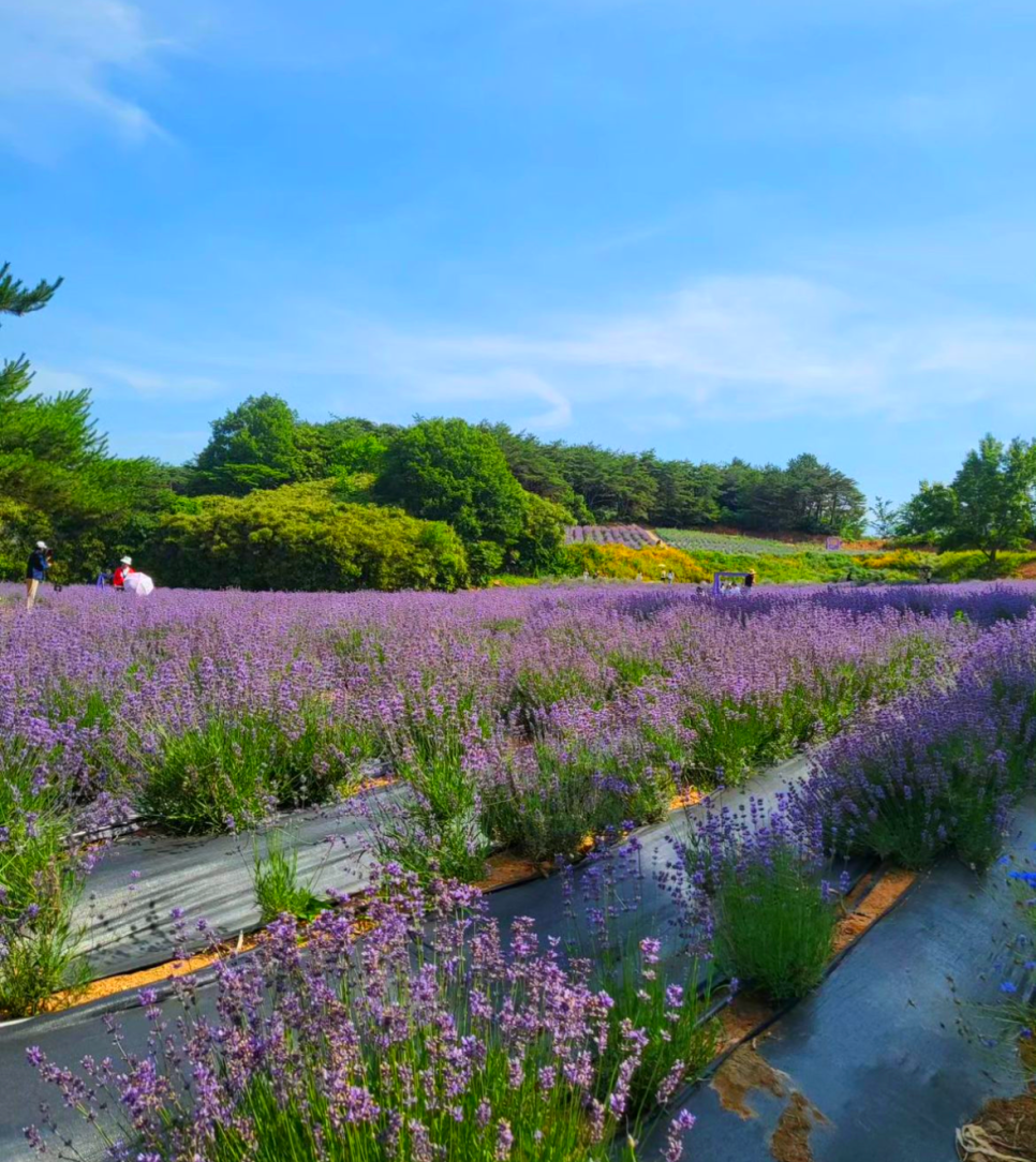 고창 청농원 라벤더 축제