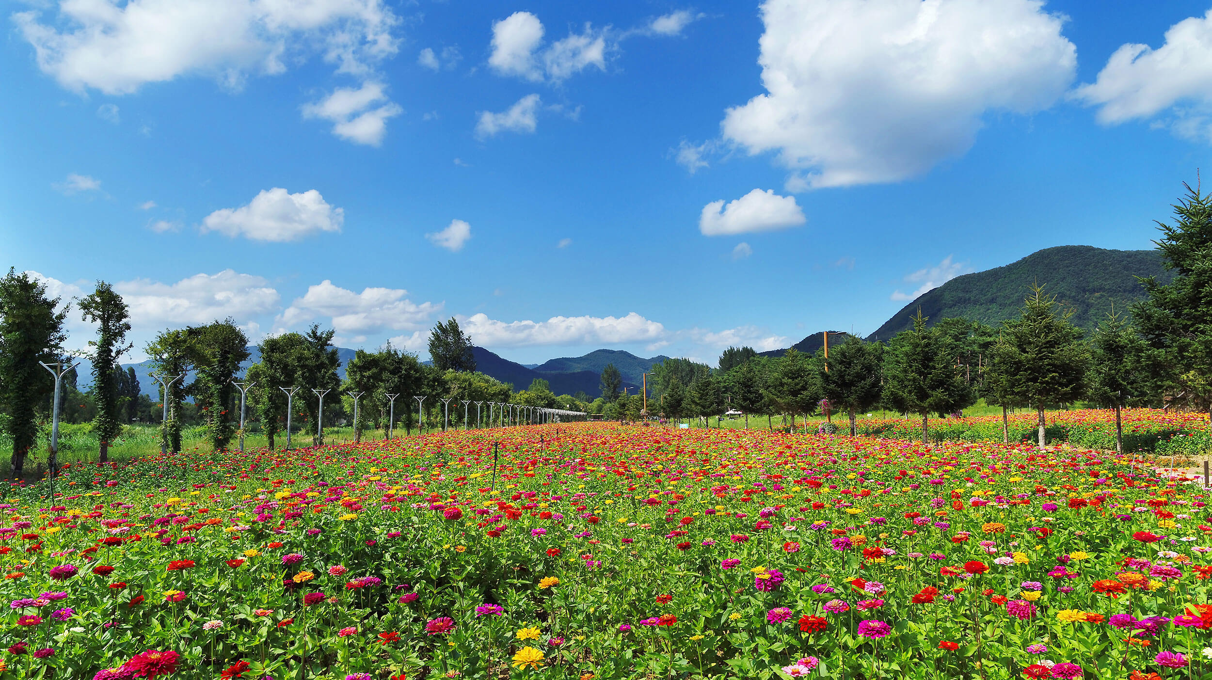 가평 자라섬 꽃축제 꽃 페스타