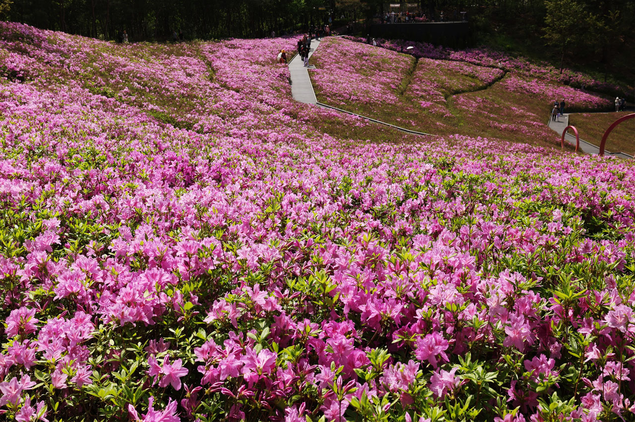 불암산 철쭉제 / 사진출처=노원구청