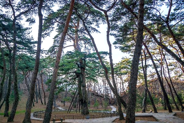 오래된 소나무들이 서있다