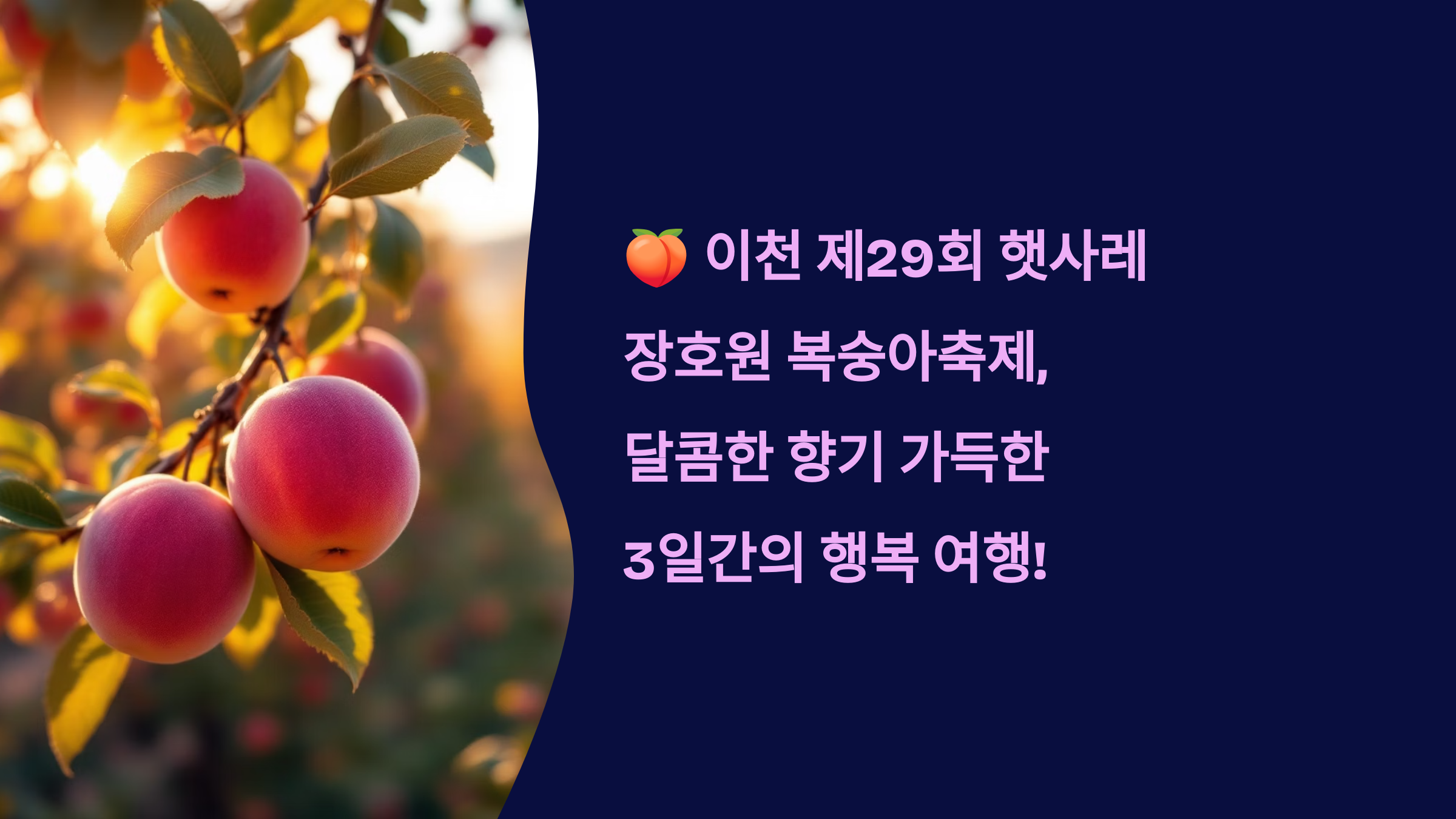 🍑 이천 제29회 햇사레 장호원 복숭아축제, 달콤한 향기 가득한 3일간의 행복 여행!