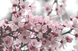 진해 군항제 벚꽃축제