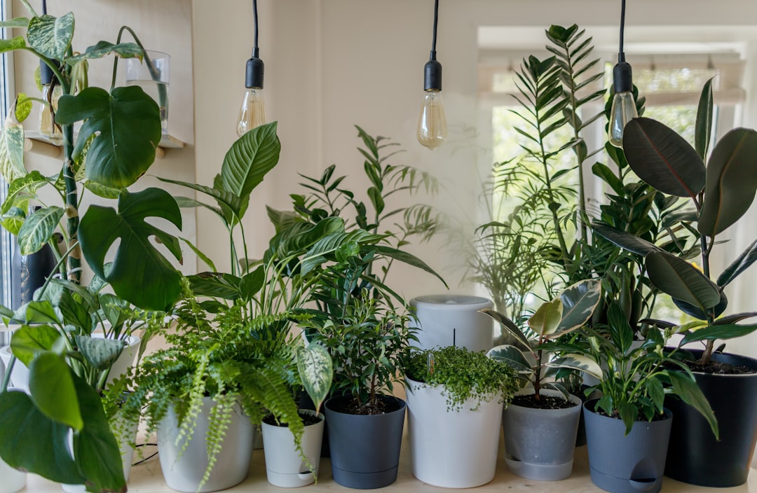 Plant