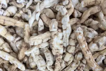 백수오 효능 및 영양성분, 주의점