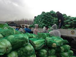 나홀로 절임배추20kg 김장김치 쉽게 뚝딱 레시피 