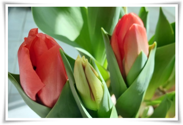 "튤립" 매력적인 봄의 대표적인 꽃, 튤립의 매력!