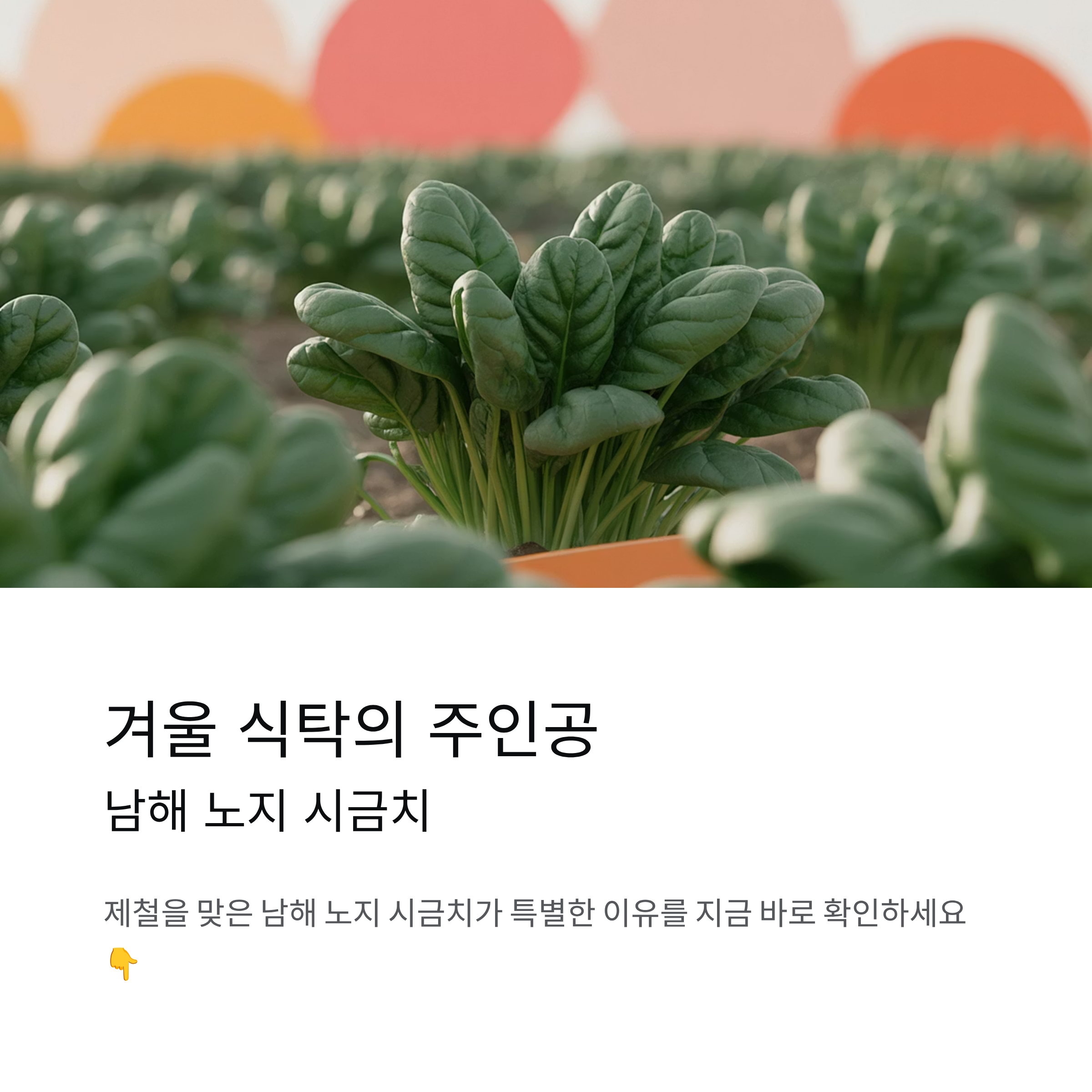 제철맞은 남해 노지 시금치 효능과 보관법 제대로 알기