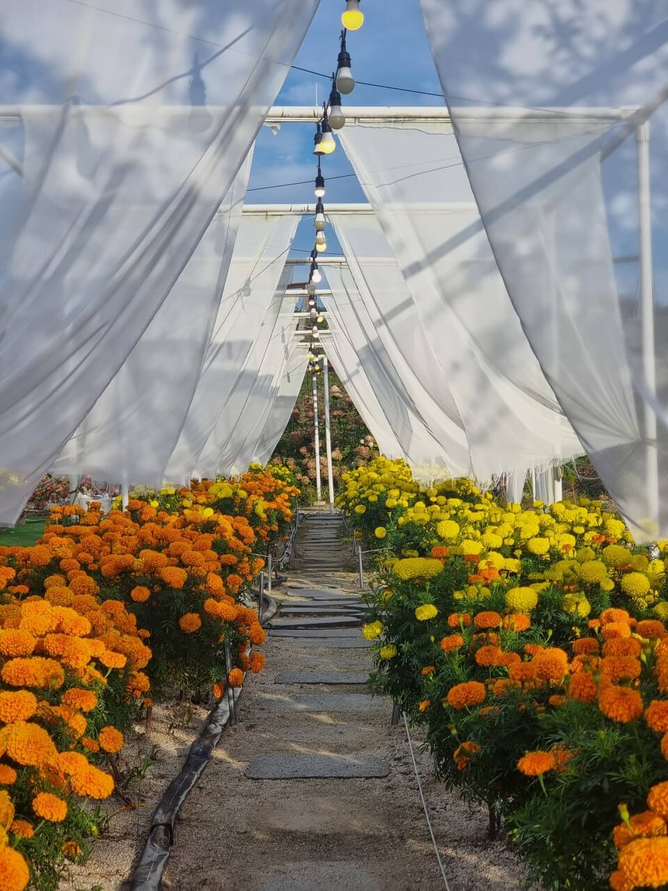 오늘N 대한민국 보물정원 강원 춘천 유기농 카페 오늘N 2503회
