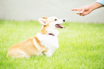 반려견훈련법