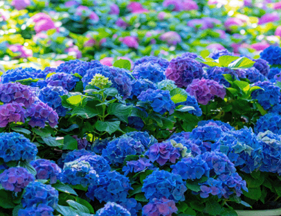 수국-보라색-파랑색