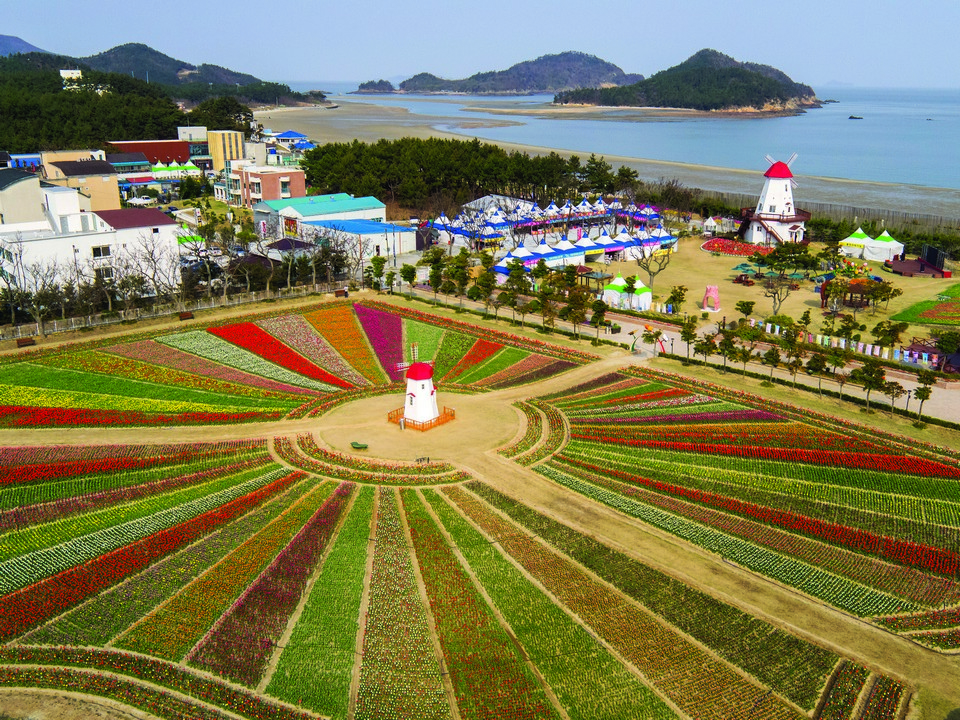 임자도 튤립축제