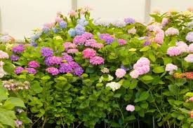 용인 자작나무숲 봄꽃 축제