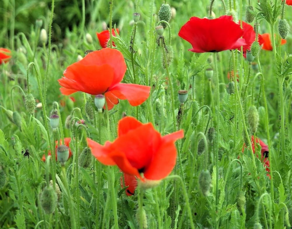 물의정원 꽃양귀비 클로즈업 붉은 꽃잎 디테일