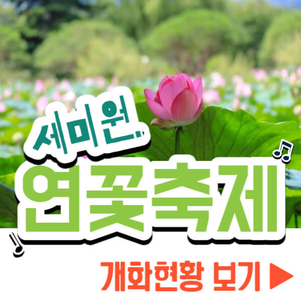 양평 세미원 연꽃축제 개화현황