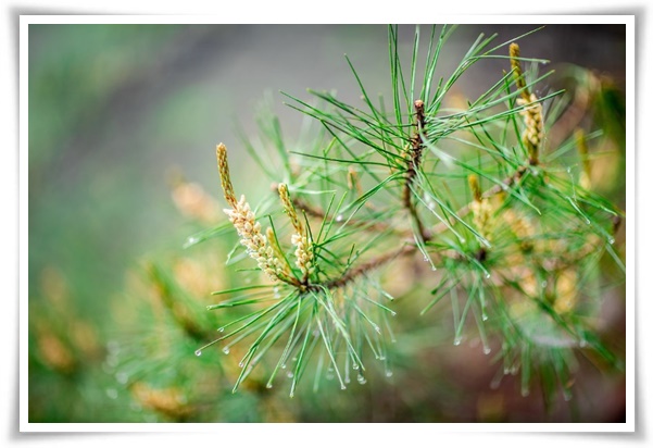"송화가루, 송진가루" 솔솔 날아온 자연의 선물 노란 가루 효능과 알레르기 대처법!