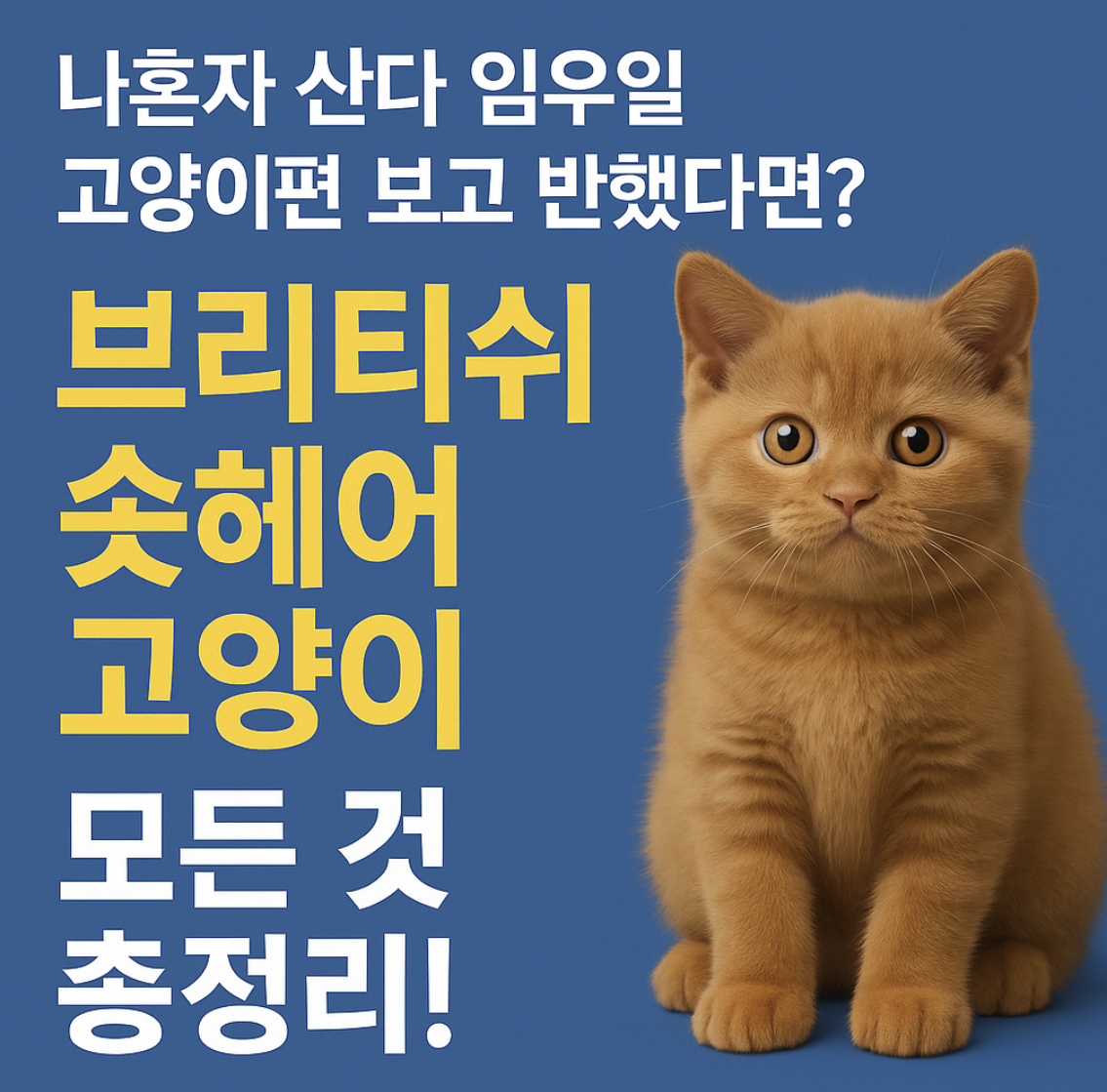 브리티쉬 숏헤어 고양이의 모든것