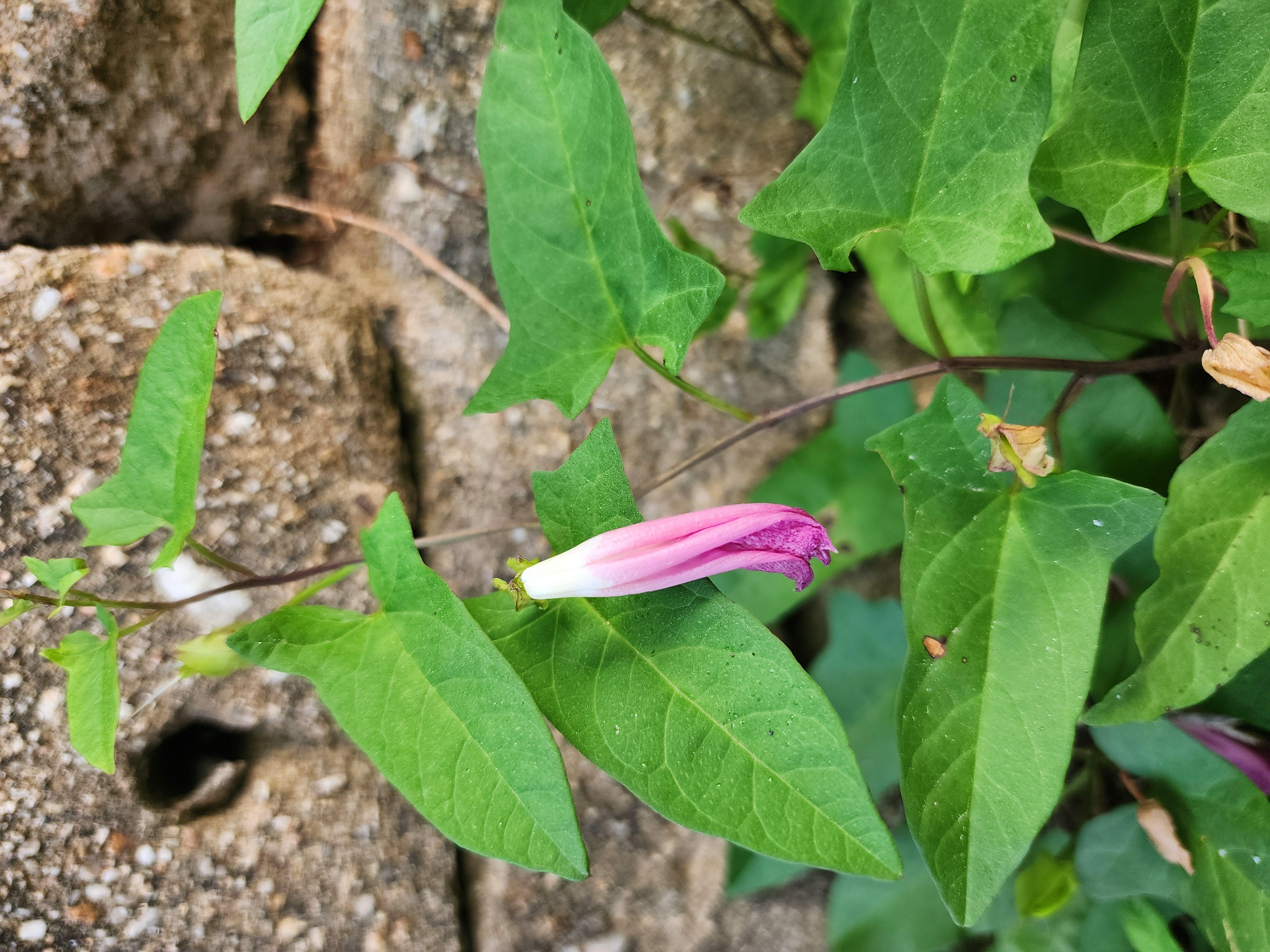 나팔꽃 이야기 - 꽃말&amp;#44; 특징&amp;#44; 이름 유래&amp;#44; 재배 방법