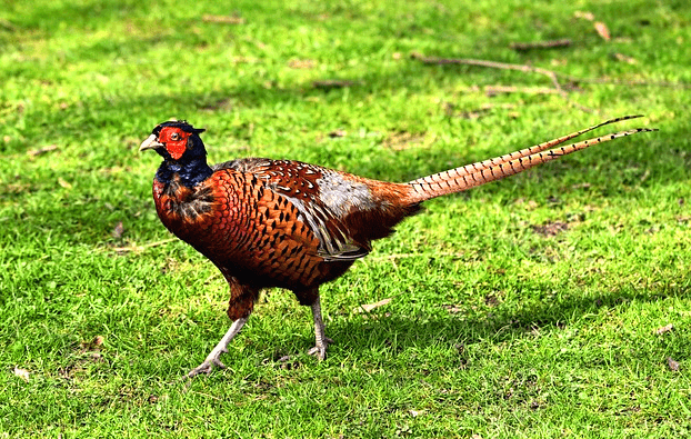 풀밭에 꿩이 서 있다. 갈색 털에 긴 꼬리를 가졌다.