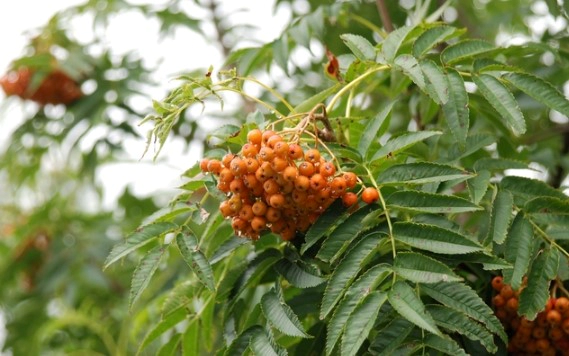 마가목 효능 부작용 성분 부위별 먹는법 정리 (마가목이란?)