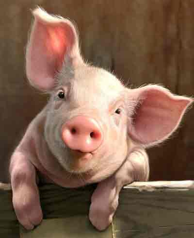돼지 이미지