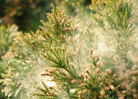 송화가루 시기와 꽃가루지수 확인 사이트