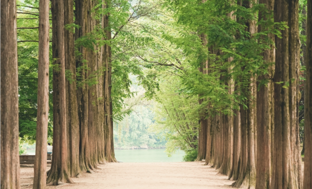 남이섬 여행 계획 유아동반 숙소, 동선, 음식