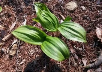 명이나물 재배 서늘한 그늘 물주기 향 유지_4