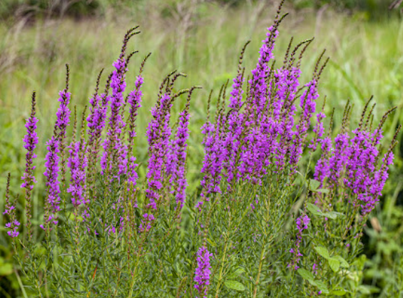 백중날 2025 날짜 언제 뜻 속담 백중사리 뜻 부처꽃 꽃말 풍속 총정리 4