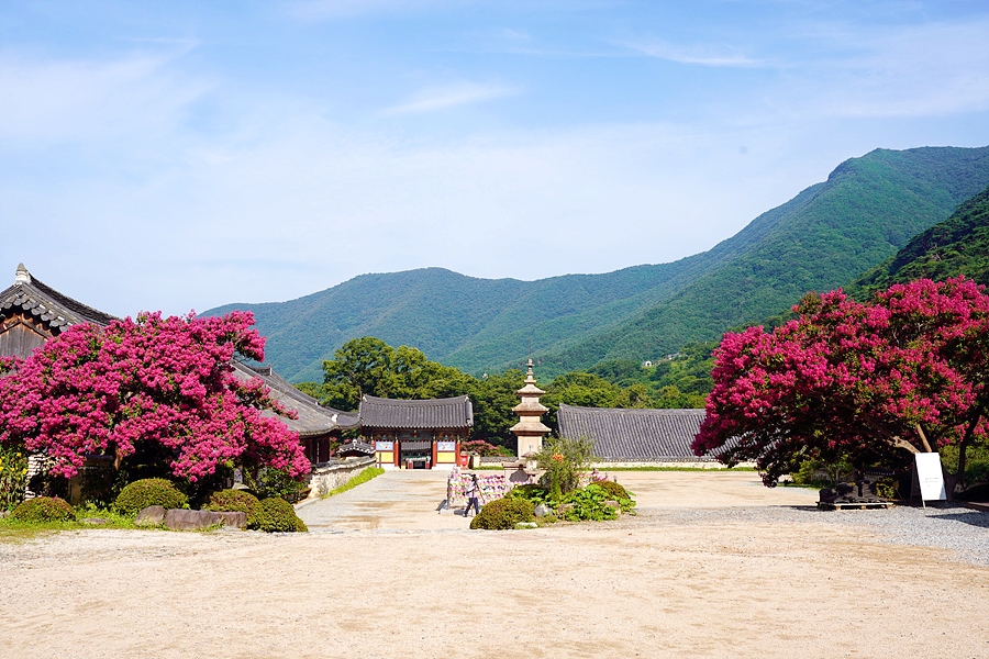 밀양 표충사 배롱나무