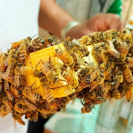 프로폴리스 복용법