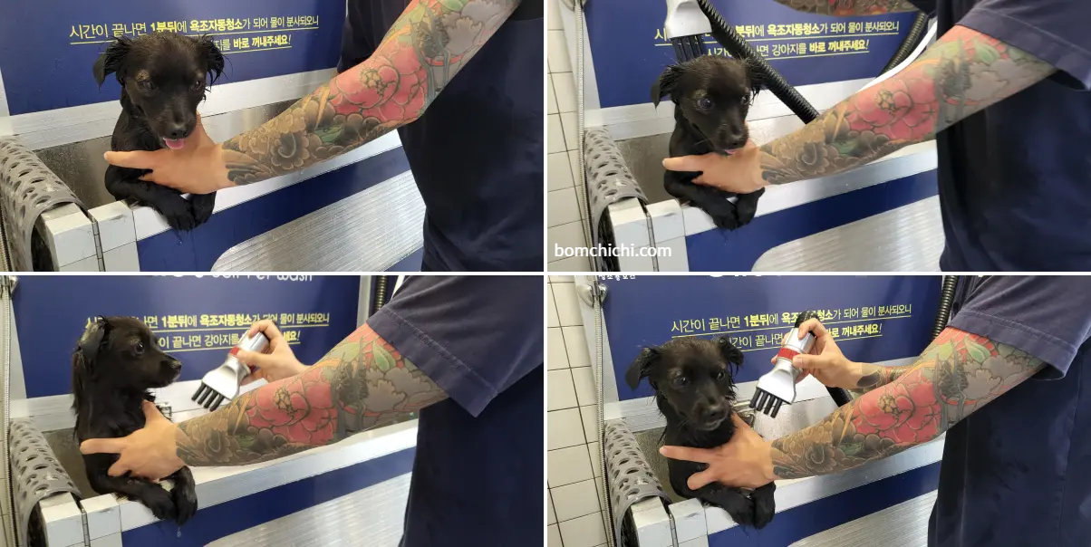 욕조에서 터보 드라이 중인 강아지 김사랑