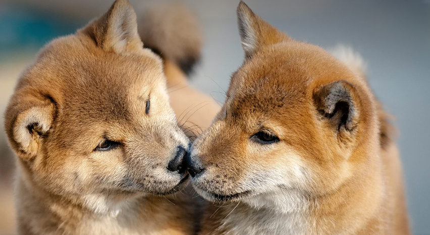 개인 상담과 집단 상담 차이 (몰입도, 반응, 피드백), 몰입하는 강아지 두마리 사진