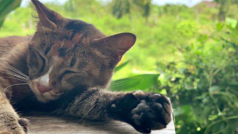 아픈 고양이 꿈 해몽
