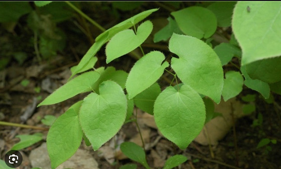 삼지구엽초(음양각)