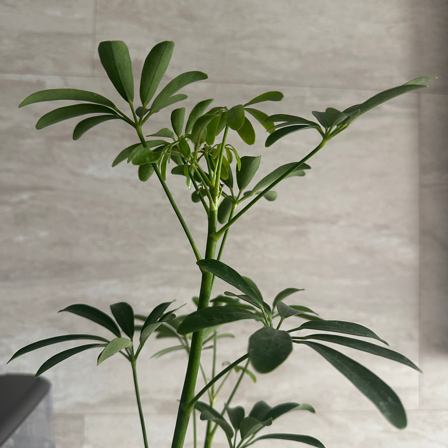 홍콩야자 사진