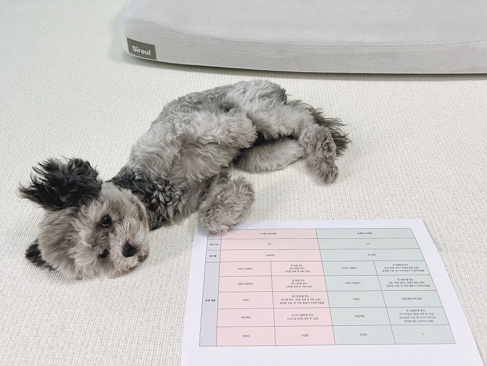 펫보험 비교